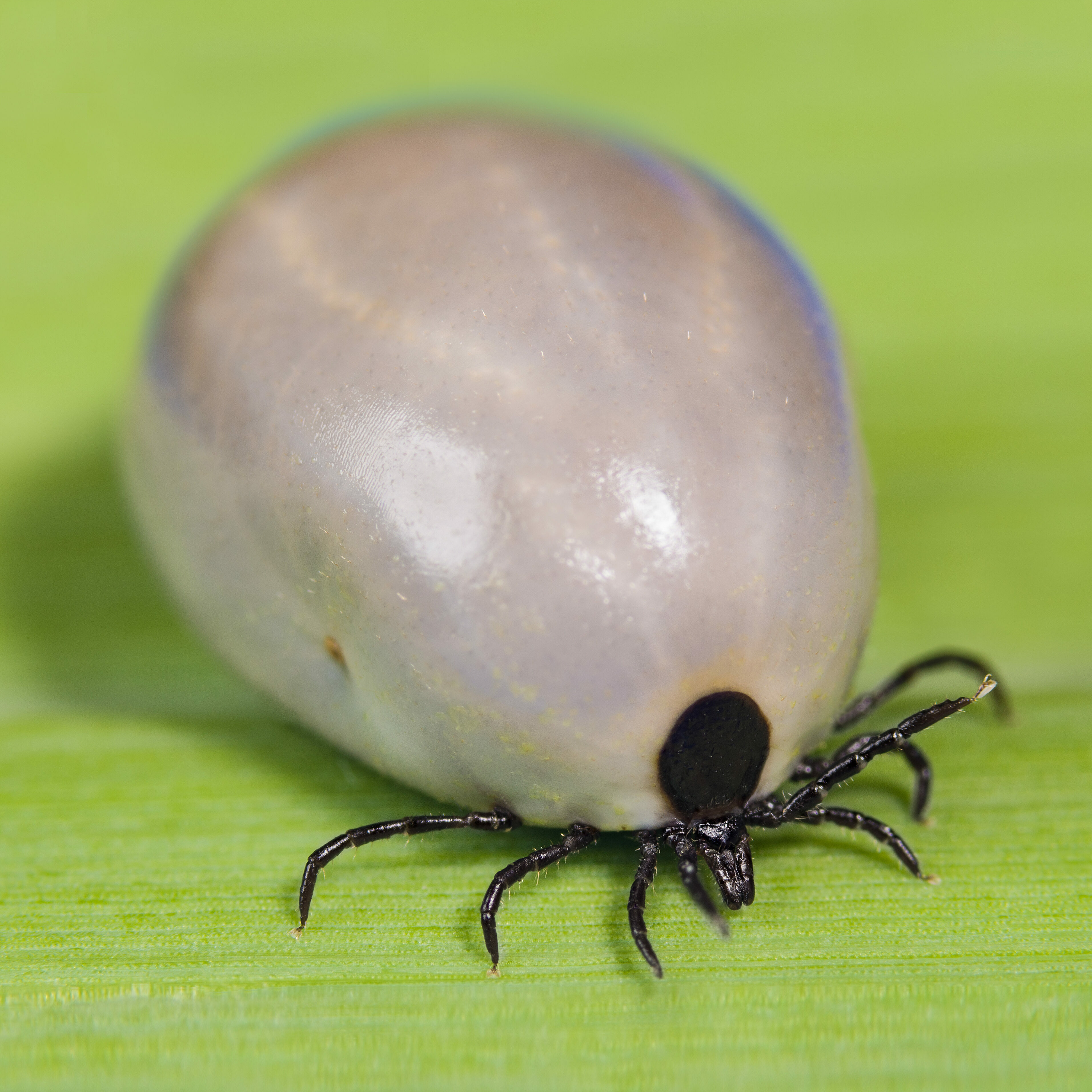 Ticks: Navigating the Pests of Warmer Months | The Andersons Home and ...