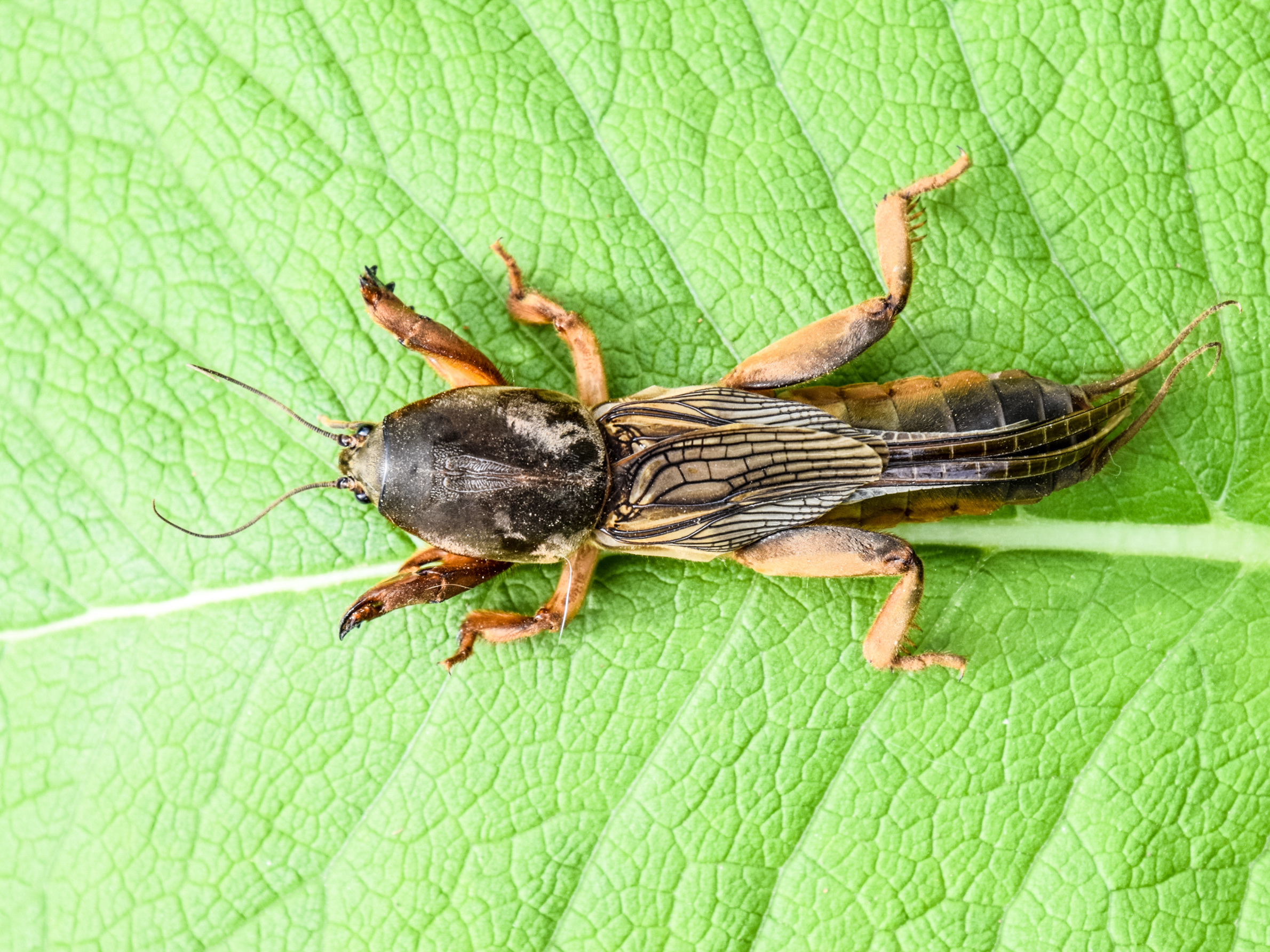 mole cricket