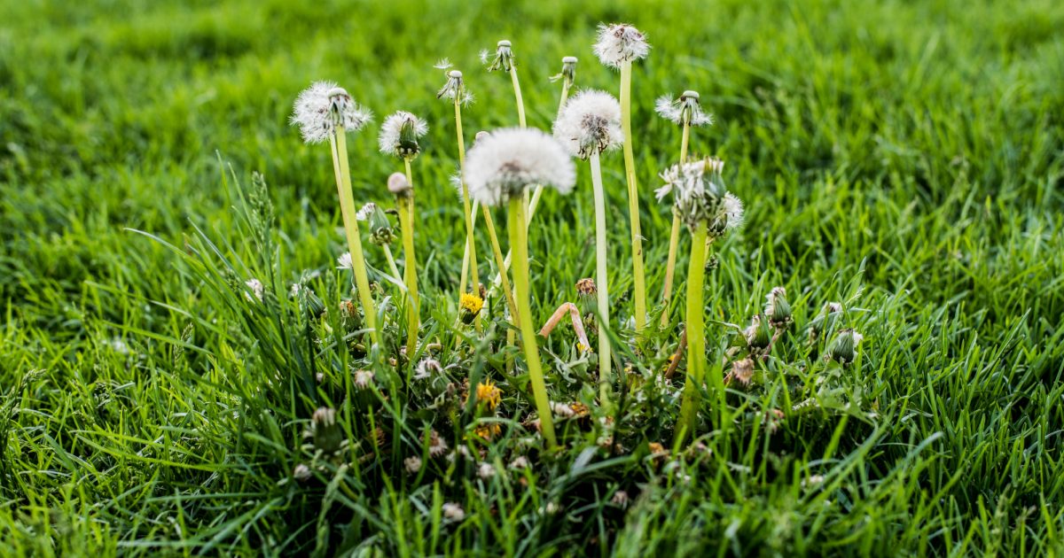 Fall Weed Control The Andersons Home and Garden